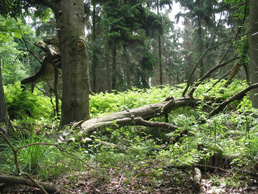 Insel Usedom